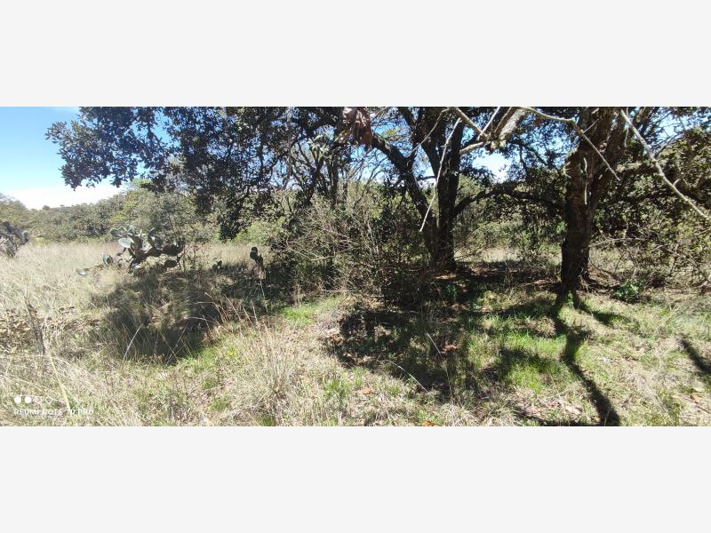 VENTA DE TERRENOS DE 5000m2 EN SAN PEDRO TENANGO AMEALCO