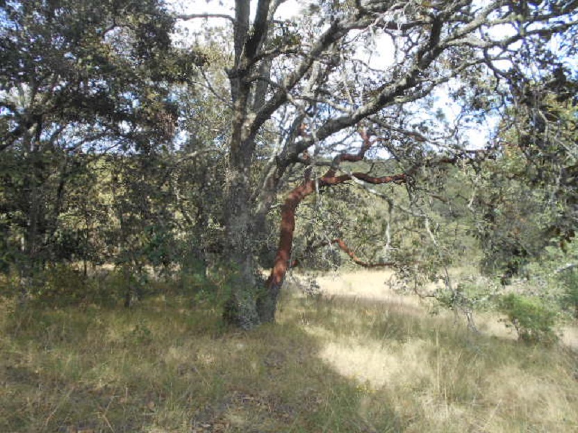 VENTA DE TERRENOS DE 5000m2 EN SAN PEDRO TENANGO AMEALCO
