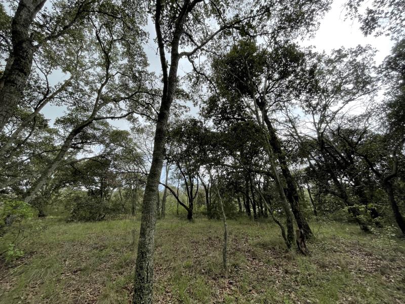 VENTA DE TERRENOS DE 5000m2 EN SAN PEDRO TENANGO AMEALCO