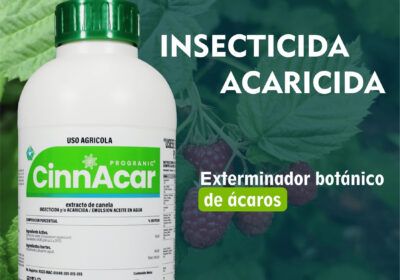P.-CINNACAR