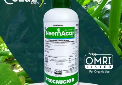 P.-NEEMACAR