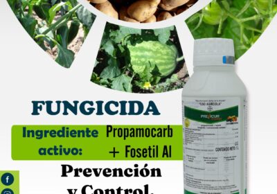 PREVICUR-ENERGY