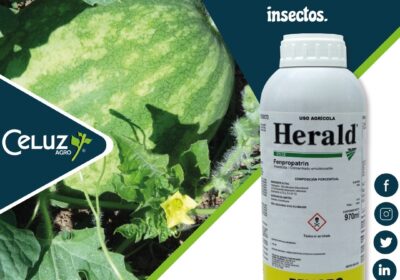 HERALD