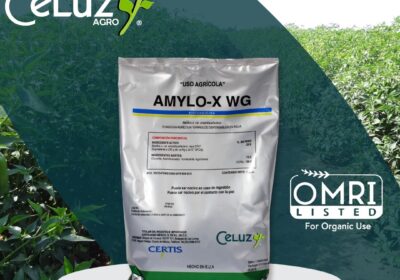 AMYLOX