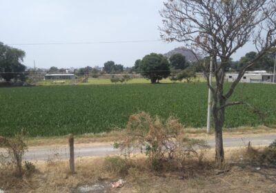 IMG-20220412-WA0004