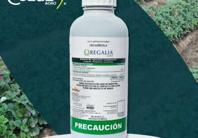 REGALIA-MAXX