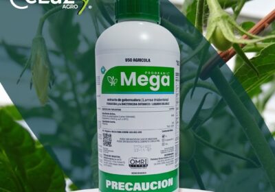 P.-MEGA