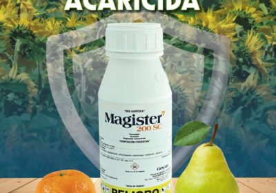 MAGISTER-2.0